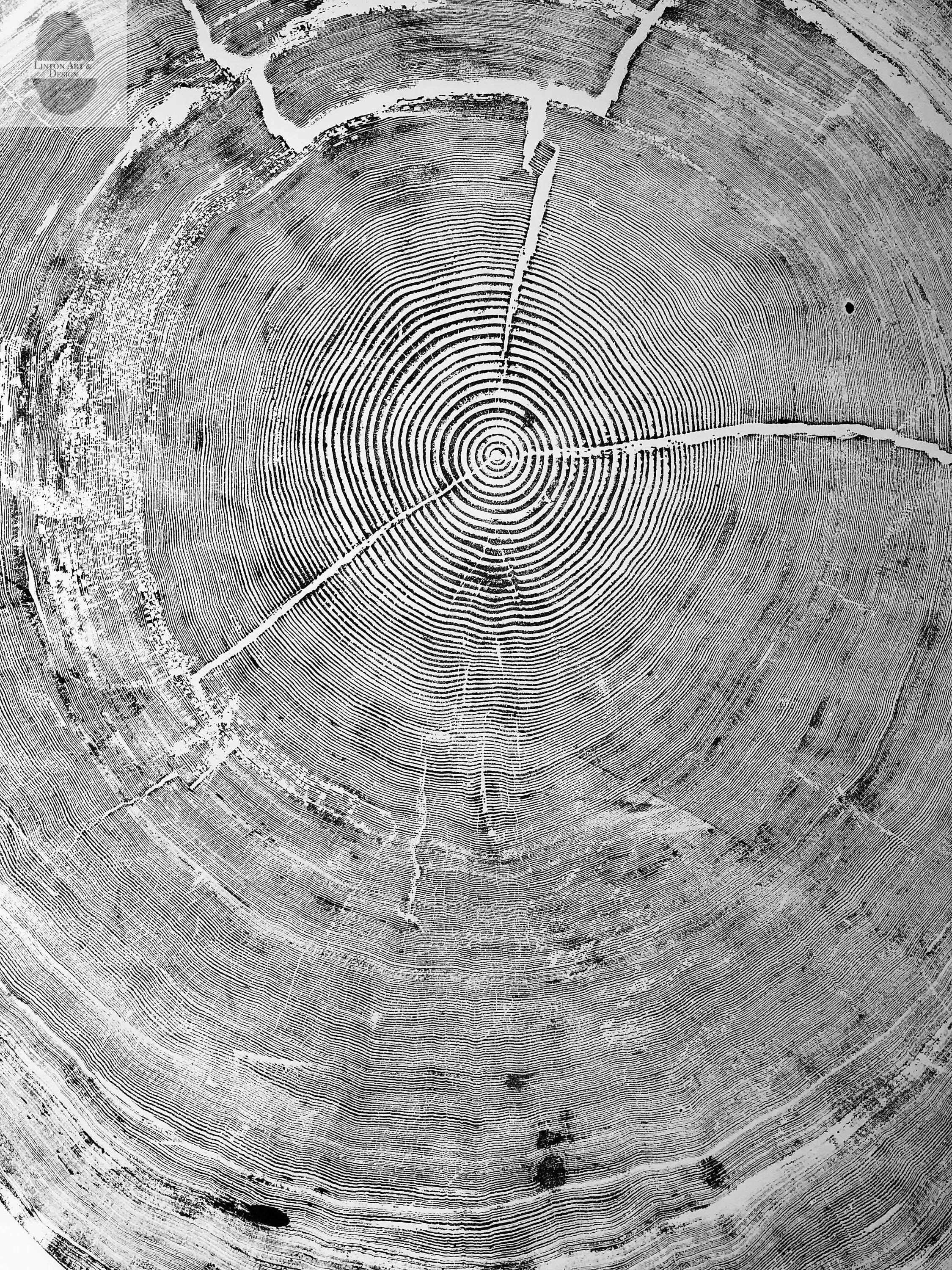 372-Year-Old Sitka Spruce Tree Ring Print Set • 3× 24×36″ Woodcut Art • Oregon Coast Nature Wall Art